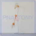 PNT-01081 life size human arm bone model hand hospital used